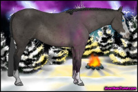 Horse Color:Black Sabino Splash Rabicano