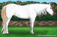 Horse Color:Buckskin Blanket 