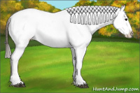Horse Color:Black Near Leopard 