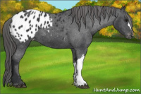 Horse Color:Black Appaloosa 