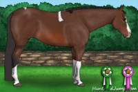 Horse Color:Bay Splash Tobiano Rabicano