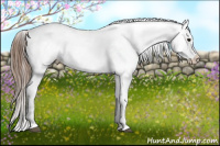Horse Color:Bay Tobiano Appaloosa