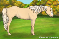 Horse Color:Palomino Dun