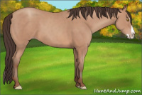 Horse Color:Amber Champagne Splash 