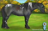 Horse Color:White Spotted Brown 