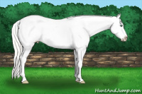 Horse Color:Silver Classic Cream Champagne Roan Dun Sabino Splash Appaloosa Rabicano