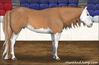 Horse Color:Chestnut Splash 