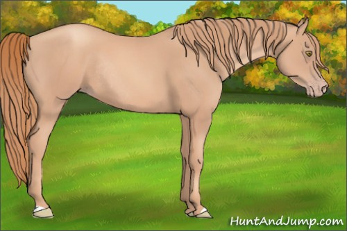 Horse Color: Gold Champagne Rabicano 