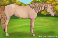 Horse Color:Gold Champagne Rabicano