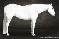 Horse Color:Brown Appaloosa 