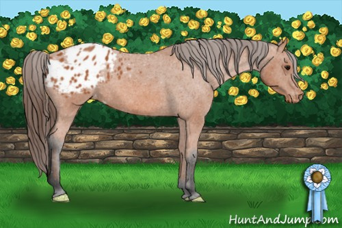 Horse Color: Bay Blanket 