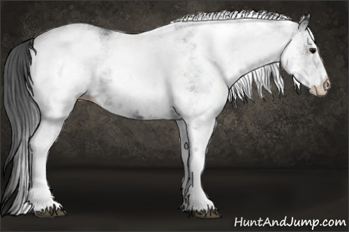 Horse Color: White Spotted Black 