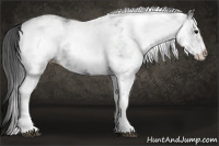 Horse Color:White Spotted Black 