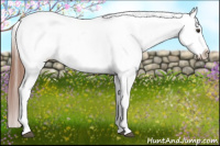 Horse Color:Chestnut Appaloosa