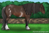 Horse Color:White Spotted Bay 