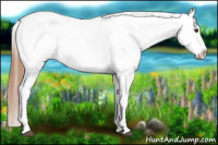 Horse Color:Chestnut Appaloosa 