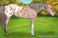 Horse Color:Bay Appaloosa