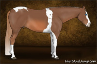 Horse Color:Liver Chestnut Splash Tobiano 