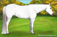 Horse Color:Gray Chestnut Appaloosa