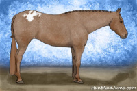 Horse Color:Gray Chestnut Appaloosa