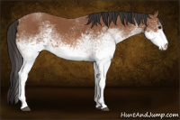 Horse Color:White Spotted Bay 