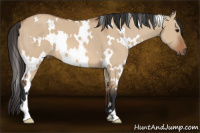 Horse Color:White Spotted Bay Dun