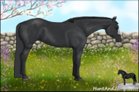 Horse Color:Black 