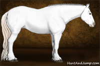 Horse Color:Chestnut Appaloosa 