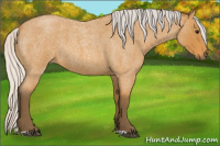 Horse Color:Silver Buckskin Roan 