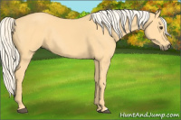 Horse Color:Palomino Rabicano 