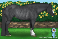 Horse Color:Black Rabicano 