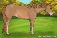 Horse Color:Chestnut Rabicano 