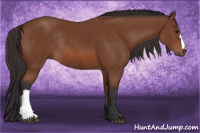 Horse Color:Bay Rabicano 