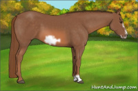 Horse Color:Liver Chestnut Frame 