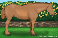 Horse Color:Chestnut Rabicano 