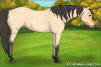 Horse Color:Buckskin Roan Rabicano 