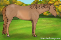 Horse Color:Red Roan Rabicano 