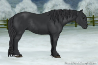 Horse Color:Black Rabicano 