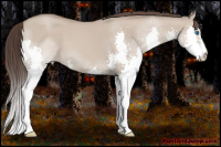 Horse Color:Classic Champagne Dun Splash Rabicano 
