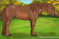 Horse Color:Chestnut Rabicano 