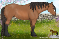 Horse Color:Bay Rabicano 