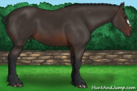 Horse Color:Brown 