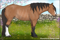 Horse Color:Bay Rabicano 