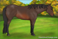 Horse Color:Brown Rabicano