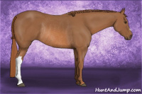 Horse Color:Chestnut Rabicano 