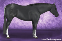 Horse Color:White Spotted Black 
