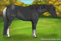 Horse Color:White Spotted Black