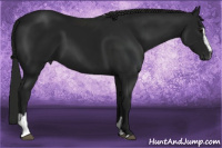 Horse Color:Gray Black Sabino