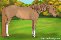 Horse Color:Chestnut Rabicano 