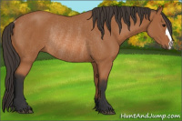 Horse Color:Bay Rabicano 
